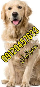 فروش توله سگ گلدن  رتریور  در کرج در گروه سگ و گربه در یکمیوه