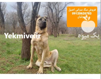 فروش  توله سگ سرابی از روز در کرج در گروه سگ و گربه در یکمیوه -عکس1