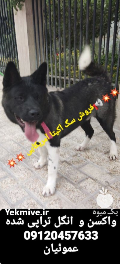 فروش  توله سگ آکیتا آمریکایی در کرج در گروه سگ و گربه در یکمیوه -عکس1
