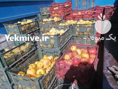 سیب زیر درختی در شهریار در گروه خرید و فروش سیب در یکمیوه -عکس1