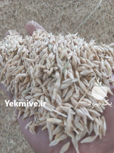 فروش جو محلی در آبیک در گروه خرید و فروش گندم و جو در یکمیوه -عکس1