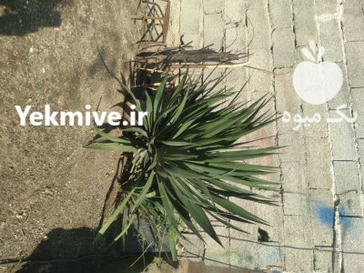 فروش گل یوکا و گل های دیگه در رشت در گروه خرید و فروش گیاهان زینتی در یکمیوه -عکس1