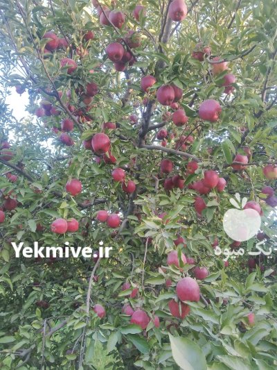 سیب قرمز صادراتی در مهاباد در گروه خرید و فروش سیب در یکمیوه -عکس1