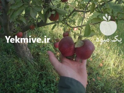 سیب قرمز صادراتی در مهاباد در گروه خرید و فروش سیب در یکمیوه -عکس2