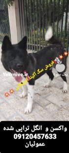 فروش  توله سگ آکیتا آمریکایی در کرج در گروه سگ و گربه در یکمیوه