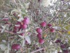 سیب مراغه در آذربایجان شرقی در گروه خرید و فروش سیب در یکمیوه