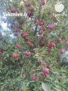 سیب قرمز صادراتی در مهاباد در گروه خرید و فروش سیب در یکمیوه