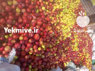 سیب زیر درختی در تبریز در گروه خرید و فروش سیب در یکمیوه -عکس1