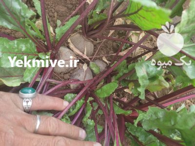 لبو بیجو در گروه خرید و فروش لبو در یکمیوه -عکس1