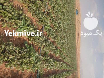 لبو بیجو در گروه خرید و فروش لبو در یکمیوه -عکس2