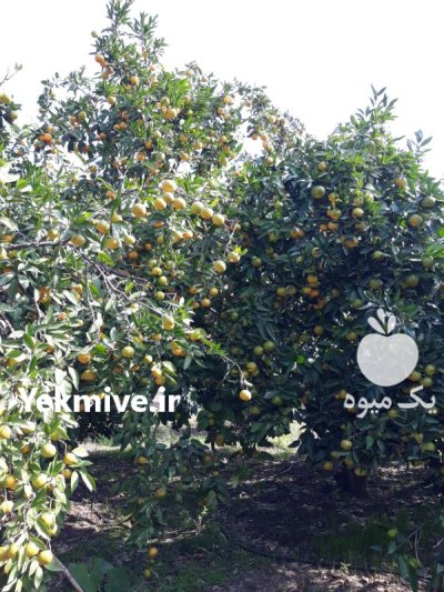 فروش نارنگی ژاپنی و نارنگی محلی در ساری در گروه خرید و فروش نارنگی در یکمیوه -عکس1