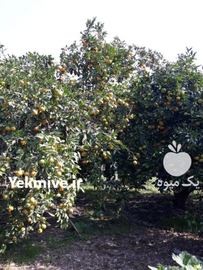 فروش نارنگی ژاپنی و نارنگی محلی در ساری در گروه خرید و فروش نارنگی در یکمیوه -عکس2