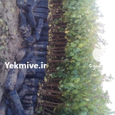 فروش نهال پسته عمده شهرستان مهریز در گروه خرید و فروش نهال پسته در یکمیوه -عکس1