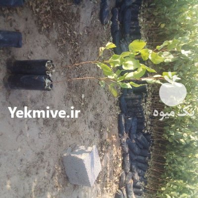 فروش نهال پسته عمده شهرستان مهریز در گروه خرید و فروش نهال پسته در یکمیوه -عکس2