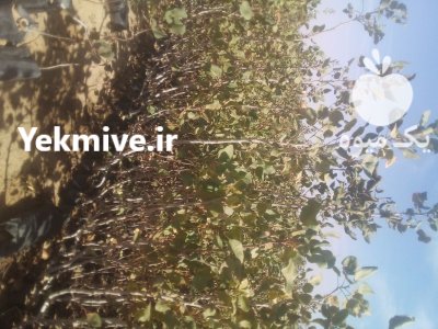 فروش نهال پسته عمده شهرستان مهریز در گروه خرید و فروش نهال پسته در یکمیوه -عکس3