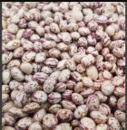 لوبیا چیتی کنسرویی درجه یک در سعادت شهر در گروه خرید و فروش غلات و حبوبات در یکمیوه