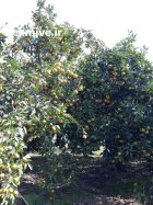 فروش نارنگی ژاپنی و نارنگی محلی در ساری در گروه خرید و فروش نارنگی در یکمیوه