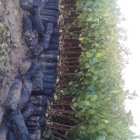 فروش نهال پسته عمده شهرستان مهریز در گروه خرید و فروش نهال پسته در یکمیوه