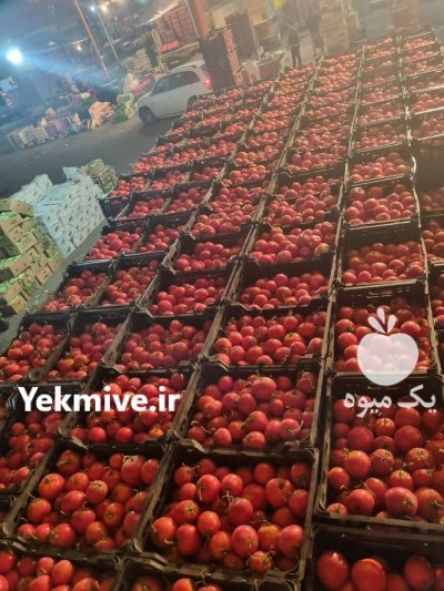 گوجه فرنگی درجه یک در زنجان در گروه خرید و فروش گوجه فرنگی در یکمیوه -عکس1