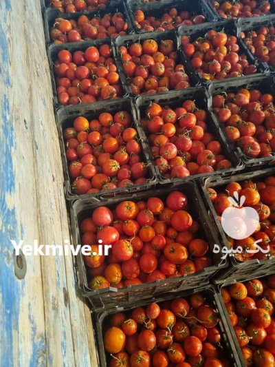 گوجه فرنگی درجه یک در زنجان در گروه خرید و فروش گوجه فرنگی در یکمیوه -عکس2