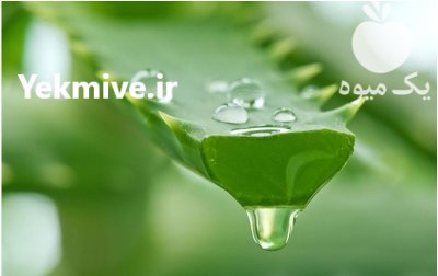 فروش پاجوش الوورا خوراکی در بهشهر در گروه خرید و فروش گیاهان دارویی در یکمیوه -عکس1