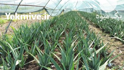 فروش پاجوش الوورا خوراکی در بهشهر در گروه خرید و فروش گیاهان دارویی در یکمیوه -عکس2