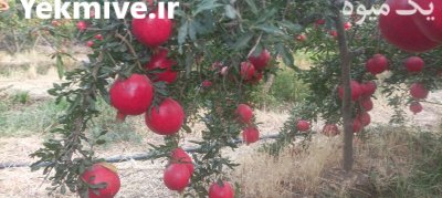 انار رباب درجه یک در گروه خرید و فروش رب در یکمیوه -عکس2