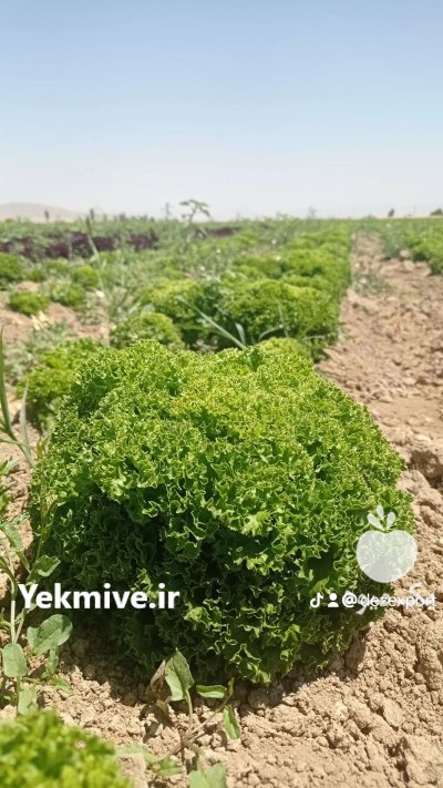 تامین کننده محصولات کشاورزی دزفول در گروه خرید و فروش محصولات صیفی در یکمیوه -عکس1