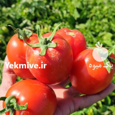 تامین کننده محصولات کشاورزی دزفول در گروه خرید و فروش محصولات صیفی در یکمیوه -عکس4