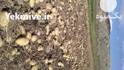 سیب زمینی درجه یک 1401 در فریدونشهر در گروه خرید و فروش سیب زمینی در یکمیوه -عکس1