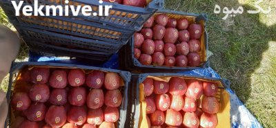 فروش سیب بسته بندی پلاستیکی سه ردیف آماده در اشنویه در گروه خرید و فروش سیب در یکمیوه -عکس2