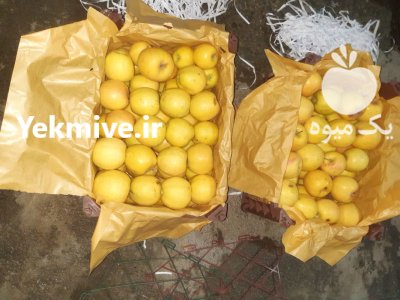 فروش سیب بسته بندی پلاستیکی سه ردیف آماده در اشنویه در گروه خرید و فروش سیب در یکمیوه -عکس3