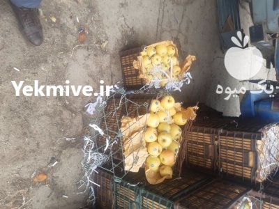فروش سیب بسته بندی پلاستیکی سه ردیف آماده در اشنویه در گروه خرید و فروش سیب در یکمیوه -عکس4