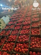 گوجه فرنگی درجه یک در زنجان
