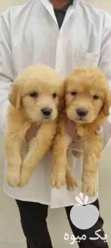 خرید فروش سگ نژاد رتریور شناسنامه در گروه سگ و گربه در یکمیوه -عکس1