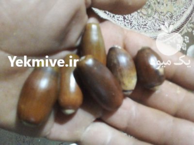 فروش میوه بلوط در گروه خرید و فروش فندق در یکمیوه -عکس1