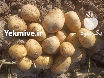 سیب زمینی جیلی در هشترود در گروه خرید و فروش سیب زمینی در یکمیوه -عکس2