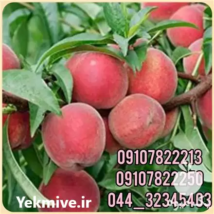 فروش عمده نهال هلو سرخابی در گروه خرید و فروش نهال در یکمیوه -عکس1