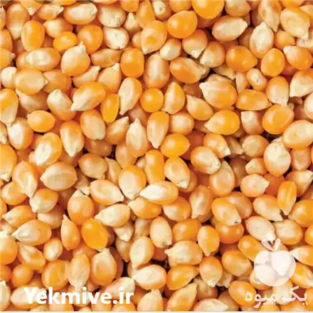 قیمت خرید ذرت پاپ کورن در تهران در گروه خرید و فروش ذرت در یکمیوه -عکس1