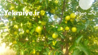 فروش سیب درختی در گروه خرید و فروش سیب در یکمیوه -عکس1