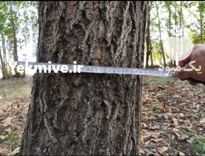 فروش تنه درخت گردو در ارومیه در آذربایجان غربی در گروه خرید و فروش چوب درخت در یکمیوه -عکس1