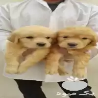 خرید فروش سگ نژاد رتریور شناسنامه در گروه سگ و گربه در یکمیوه