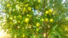 فروش سیب درختی