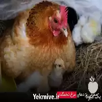 قیمت خرید مرغ تخمگذار در تهران در گروه مرغ و خروس و بوقلمون و اردک قو قاز در یکمیوه