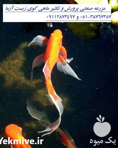 فروش عمده ماهی کوی باله بلندوپوست در گروه خرید و فروش ماهی کوی در یکمیوه -عکس1