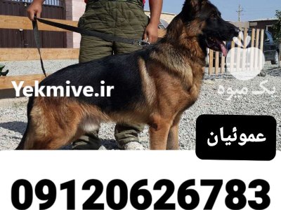 فروش سگ ژرمن شپرد سگ پلیس چوپان در کرج در گروه سگ و گربه در یکمیوه -عکس1