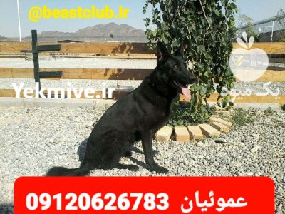 فروش سگ ژرمن شپرد سگ پلیس چوپان در کرج در گروه سگ و گربه در یکمیوه -عکس2