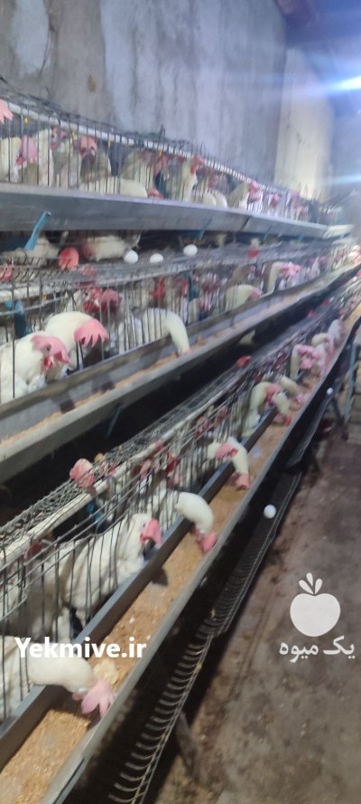 مرغ تخمگذار مرغ زنده مرغ در شهریار در گروه مرغ و خروس و بوقلمون و اردک قو قاز در یکمیوه -عکس1