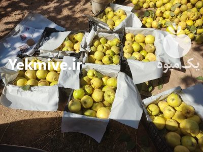 فروش به درشت و آبدار در گروه خرید و فروش میوه به در یکمیوه -عکس1