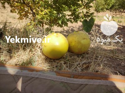 فروش به درشت و آبدار در گروه خرید و فروش میوه به در یکمیوه -عکس2